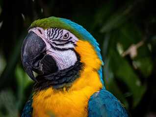 Serious parakeet