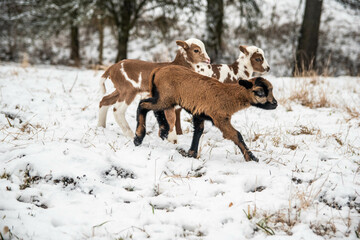 Naklejka premium Lambs in the snow