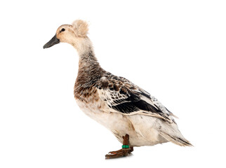Crested duck breed
