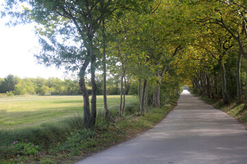 Fototapeta premium road between trees