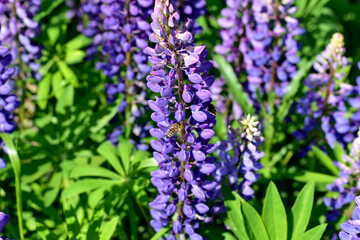 A glade with lupine flowers and a bee collecting nectar.