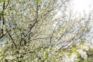 Bottom view on cherry flowers on clear blue sky background. Spring vibes. Blossoming branches of cherry tree.