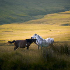 A family of wild horses up in the Welsh mountains