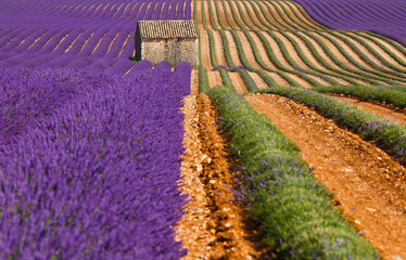 France, Provence, Alps Cote d'Azur, Haute Provence, Valensole Plateau, Lavender Field and stone barn