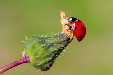 red ladybug on green leaf