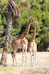 Naklejka na ściany i meble giraffe with long neck in africa