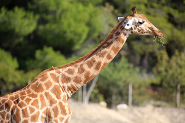 giraffe with long neck in africa