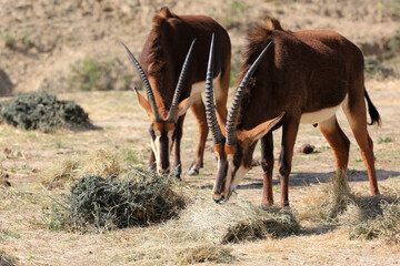 antilope sable © fotoXS