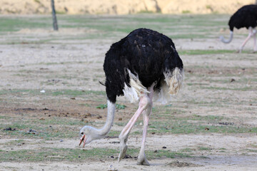ostrich