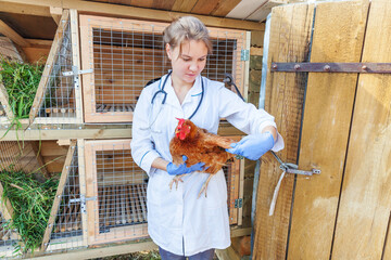 Happy young veterinarian woman with stethoscope holding and examining chicken on ranch background....