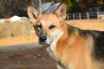 Large yard dog, close-up. The head of a stray dog. Sad dog eyes.