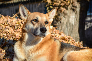 A large stray dog with sad eyes. The dog is waiting for its owner. Smart dog eyes.