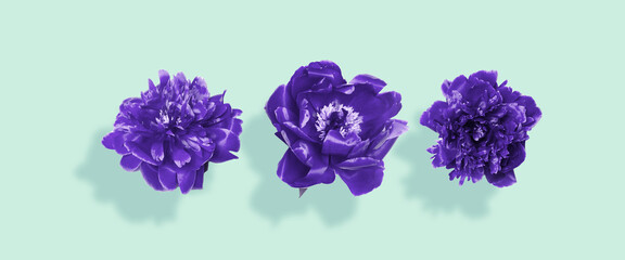 Very peri peony flowers falling on mint background for banner, poster, Web and packaging. Flat lay, top view. © Shi 