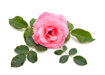 Naklejka premium Beautiful pink roses.