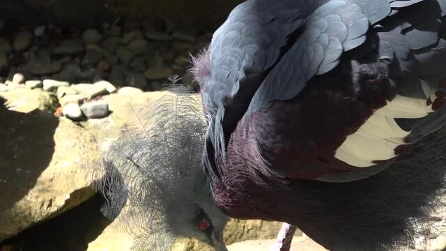 Sclater's crowned pigeon cleans its feathers - head detail. His red eyes sparkle in the falling sun.