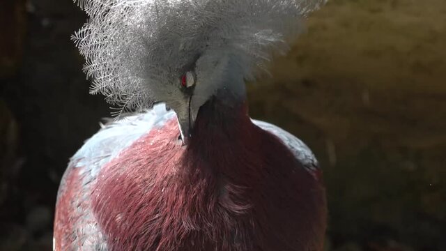 Sclater's crowned pigeon cleans its feathers - head detail. His red eyes sparkle in the falling sun.