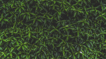 Green leaves pattern background, Natural background and wallpaper. in Phuket Thailand.