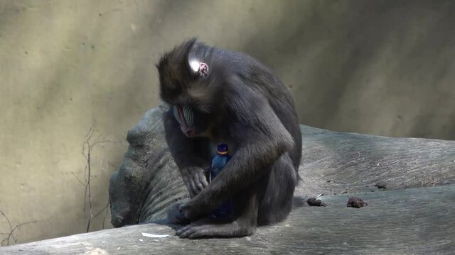 Slow motion movie. The mandrill monkey studies the plastic bottle then takes it in its mouth and leaves.