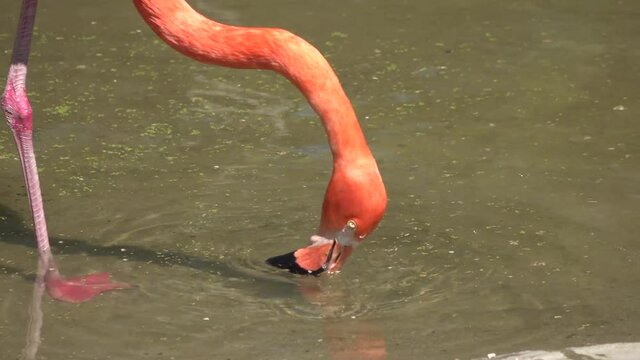 pink flamingo drinks water