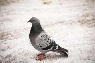 Pigeon in the snow - obrazy, fototapety, plakaty