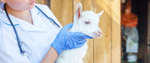 Young veterinarian woman with stethoscope holding and examining goat kid on ranch background. Young...