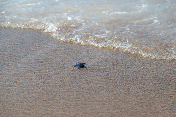 The turtle is small on the seashore. Selective focus.