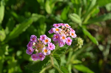 cut-white flowers