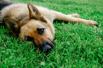 A German shepherd dog is resting on a green lawn near the house. The dog relaxes in the sun. Playful dog on the lawn.