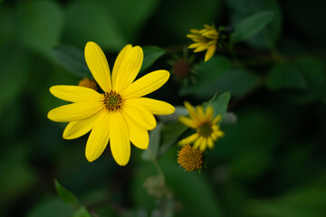 yellow flower in the morning