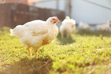 Poultry farm. White chick walkinng in a farm garden.