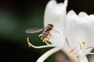 bee on flower