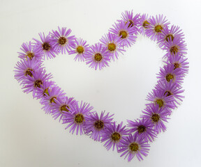 Heart symbol made of violet flowers and chamomile isolated on white background. Flat lay. Top view