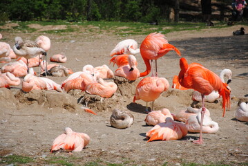 group of pink flamingos in nature in summer