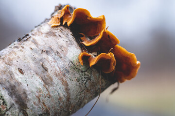 Crimped Gill (Plicaturopsis crispa) mushroom on rotting birch branch	