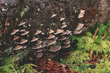 Stereum Hirsutum, also known as Hairy Curtain Crust, growing on an old tree trunk