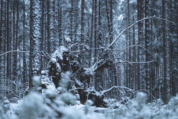 Old tree in winter forest. Large tree after heavy snowstorm falls on snow-covered path, its roots are covered with snow