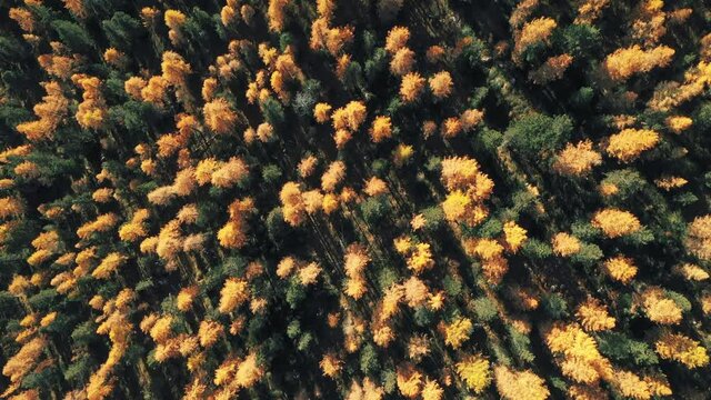 Drone flight over beautiful forest with larch and pine trees. Dolomite Apls, Cortina D'Ampezzo, South Tyrol, Dolomites, Italy. UHD 4k video