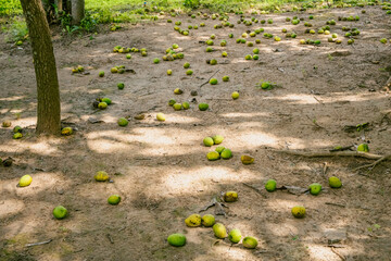 mangoes fall on the ground