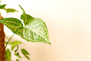 Home decor and tree lover concept, home plants