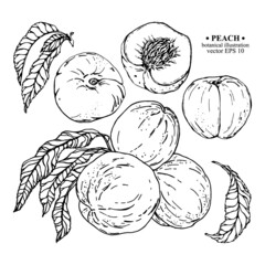 Vector set of hand darwn peach elements. Three peaches on a branch with leaves, whole peaches, leaf, sliced peach with stone. Black line art on white. Botanical illustration for backdrop, cover design