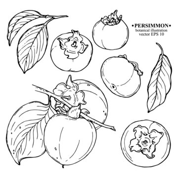 Vector set of hand darwn persimmon elements. Two persimmons on a branch with leaves, whole persimmons, leaf. Black line art on white. Botanical illustration for backdrop, cover design, wedding cards, 