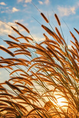The fountain grass family in the sun