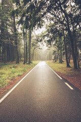 Road in a forest covered with mist