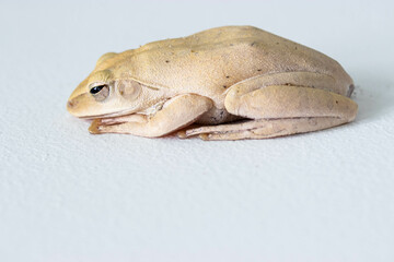 The side of the tree frog is an amphibian in the frog family.