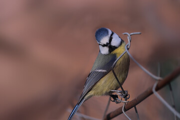 A blue tit sits on a fence on a blurry background of indeterminate color