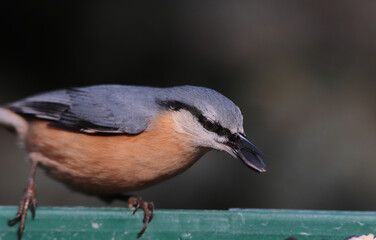 A nuthatch with a seed in its beak on a blurry dark background.