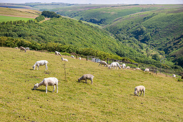 Obraz premium Exmoor National Park in summertime - a flock of sheep (some shorn) near Robbers Bridge, Somerset UK