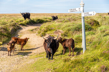 Highland cattle and calves on Exmoor National Park at Lucott Cross, Somerset UK