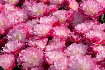Pink tulips peony type, closeup. Fresh spring flowers in garden for wallpaper or holidays card.