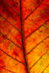 Abstract red striped of foliage from nature, detail of leaf textured background 